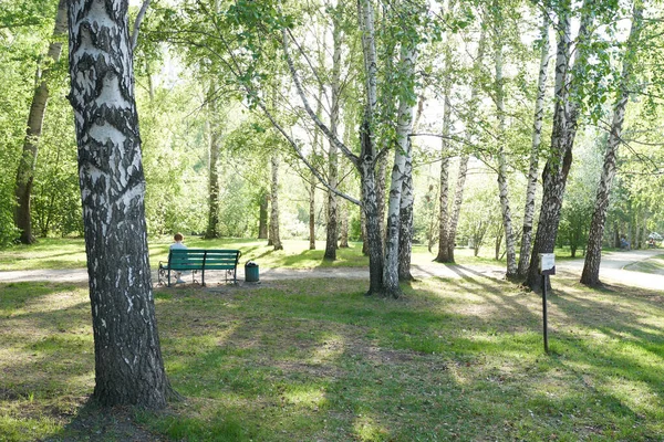 Brzozowy gaj w słońcu. Kufry z białą korą i zielonymi liśćmi. Naturalny krajobraz leśny w lecie. — Zdjęcie stockowe