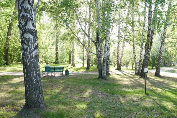 Bouleau à la lumière du soleil. Malles à écorce blanche et feuilles vertes. Paysage forestier naturel en été. — Photo