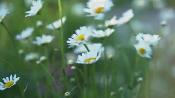 Λιβάδι λουλούδια χαμομηλιού ταλαντεύεται στον άνεμο, ένα όμορφο πεδίο, ένα φυσικό τοπίο. Μια ευάερη καλλιτεχνική εικόνα. — Αρχείο Βίντεο