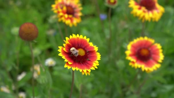 Jardim flores Gaillardia perenes com uma abelha que polinizam a flor. Em um canteiro de flores perto da casa em um dia ensolarado. — Vídeo de Stock