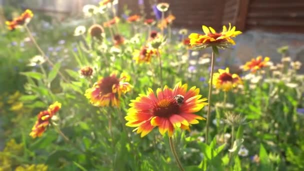 加利亚地亚的多年生花卉花园。阳光灿烂的一天，在房子旁边的花坛上. — 图库视频影像