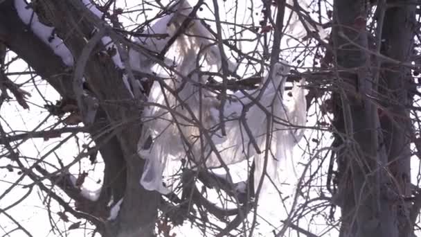 Un sac en plastique sale est accroché à un arbre. Le concept de protection de l'environnement — Video