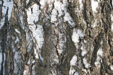 Siyah-beyaz çizgili ve çatlamış Rus huş ağacının doğal dokusu
