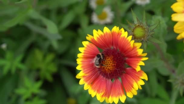 用蜜蜂种植多年生花Gaylardia 。阳光灿烂的一天，在房子旁边的花坛上. — 图库视频影像