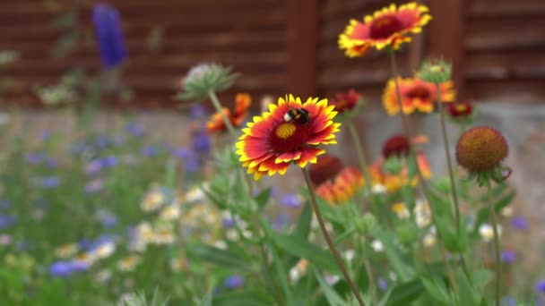 Tuin vaste plant Gaillardia bloeit met een bij die de bloem bestuift. Op een bloembed bij het huis op een zonnige dag. — Stockvideo