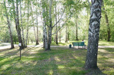 Birch korusu güneş ışığında. Beyaz kabuklu ve yeşil yapraklı sandıklar. Yazın doğal orman manzarası.