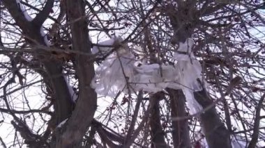 Kirli bir plastik torba ağaçta asılı duruyor. Çevre koruma kavramı