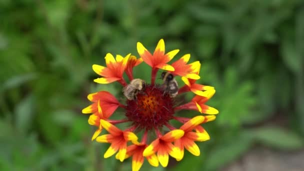 Zahradní trvalá květina Gaylardia s včelkou. Na květinovém záhonu u domu za slunečného dne. — Stock video
