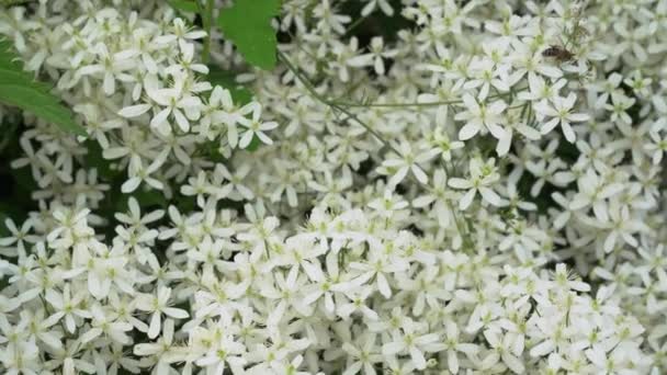 Små vita doftande blommor av klematis upprätt eller clematis flammula i sommarträdgården närbild. Blommig naturlig bakgrund — Stockvideo