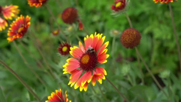 Close-up of garden perennial Gaillardia flowers dengan lebah yang menyerbuki bunga. Pada tempat tidur bunga dekat rumah pada hari yang cerah. — Stok Video