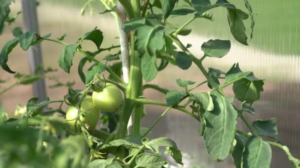 Närbild av mobbade hjärttomater i ett växthus. Ekologiskt jordbruk, odling av unga tomatplantor i ett växthus. — Stockvideo
