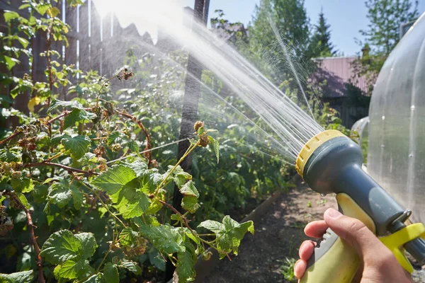 Primo piano di una mano di uomo che spruzza una soluzione acquosa su impianti sotto pressione. Annaffiare i cespugli di lamponi in giardino. Il concetto di giardinaggio Fotografia Stock