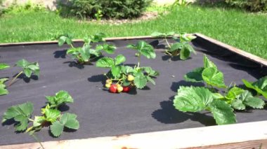 Olgun bir kırmızı böğürtlenle çilek çalılığına yaklaşıyorum. Çilek yatakları siyah bir bezle kaplıdır..