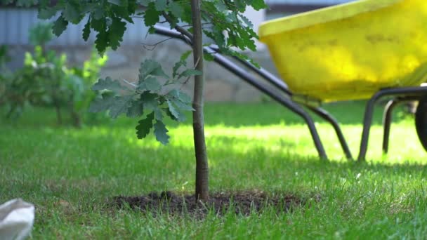 庭で働いている若い男がオークの木を植えている。平和、自然、環境、生態系を守るという考え方 — ストック動画