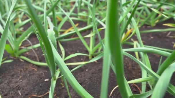 Front view of a close-up of a bed with young onions. Next, you can see a bed with rows of green onions, green onions in the ground. Gardening concept — Stock Video