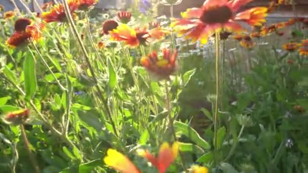 Jardim flores perenes de Gaillardia. Em um canteiro de flores perto da casa em um dia ensolarado. — Vídeo de Stock