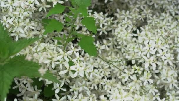Flori mici parfumate albe de clematis erect sau clematis flammula în grădina de vară aproape. Fundal natural floral — Videoclip de stoc