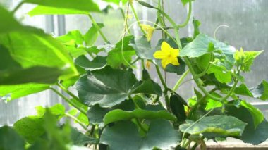 Seradaki bir dalda genç salatalıklar. Genç bitkiler, serada çiçek açan salatalıklar, yeşil yapraklı büyük salatalıklar..