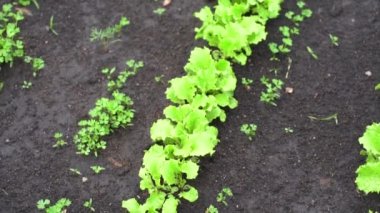 Üst Manzara. Bahçe yatağında yeşillik yetiştiren marul. Yeşil salata bitkileri açık arazide arka arkaya.