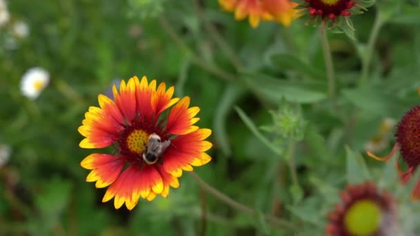 Giardino fiore perenne Gaylardia con un'ape. Su un'aiuola in una giornata di sole.Con spazio per copiare — Video Stock