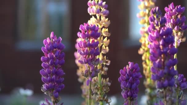 Superbes fleurs de lupin violet lumineux.Lupins violets et blancs dans le jardin sur le fond de la maison. — Video