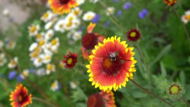 Цветочная клумба с цветами возле дома в солнечный день. Сад многолетних цветов Гайардии с пчелой, опыляющей цветок. — стоковое видео