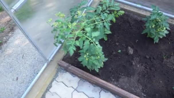Vista superior dos arbustos de plantas jovens de tomate cereja de cor verde. O conceito de agricultura biológica, cultivando plantas jovens de tomate em estufa. — Vídeo de Stock