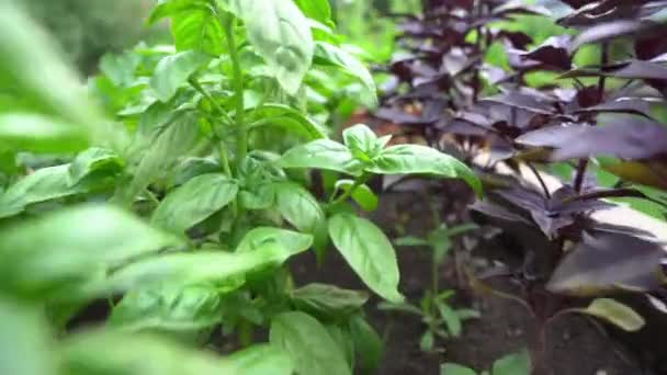 Gros plan d'un basilic violet et vert poussant sur un parterre de fleurs dans le jardin. Assaisonnement parfumé pousse dans le jardin. — Video