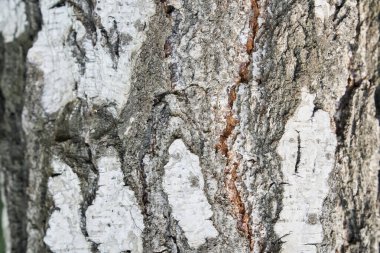 Bir huş ağacının gövdesi. Siyah ve beyaz çizgiler ve çatlak Rus huş ağacının doğal dokusu.