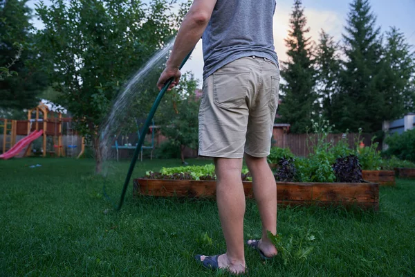 Gündüz vakti su püskürtmek. Bir adam bahçede bahçenin arka planında bitkileri suluyor. Bahçıvanlık ve hobi kavramı — Stok fotoğraf