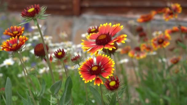L'ape impollina giardino fiori perenni di camomilla e Gaillardia. Su un'aiuola vicino alla casa in una giornata di sole. — Video Stock