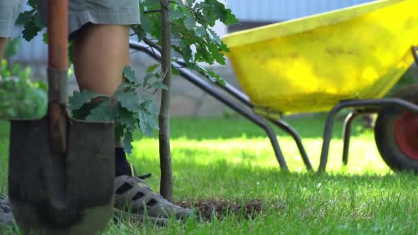 A young man plants an oak tree while working in the garden. The concept of preserving peace, nature, environment and ecology — Stock Video