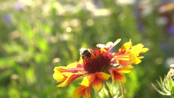 用蜜蜂种植多年生花Gaylardia 。阳光灿烂的一天，在房子旁边的花坛上. — 图库视频影像