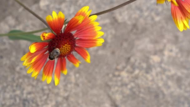 Η Gaylardia είναι ένα αιώνιο λουλούδι κήπου με μια μέλισσα. Στο φόντο της ασφάλτου σε μια καλοκαιρινή μέρα με χώρο για να αντιγράψετε. — Αρχείο Βίντεο