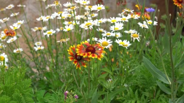 蜜蜂授粉的花园多年生花的洋甘菊和盖拉地亚。阳光灿烂的一天，在房子旁边的花坛上. — 图库视频影像
