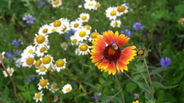A abelha poliniza flores perenes de jardim de camomila e Gaillardia. Em um canteiro de flores perto da casa em um dia ensolarado. — Vídeo de Stock