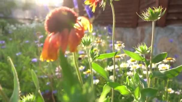 Tuin vaste planten bloemen van Gaillardia. Op een bloembed bij het huis op een zonnige dag. — Stockvideo