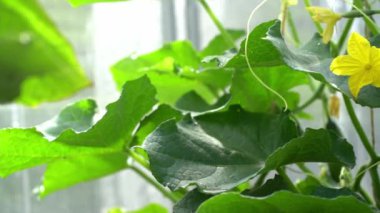 Genç yeşil yapraklar ve sarı çiçekler serada çiçek açan salatalıklar. Seradaki bir dalda salatalıklar