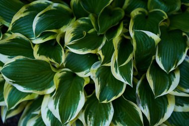 Hosta plantaginea bahçede. Doğal arkaplan. Süs bitkilerinin yeşil yaprakları..
