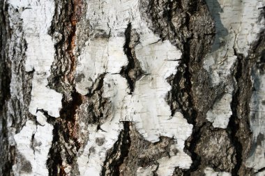 Siyah ve beyaz çizgiler ve kırık doğal huş ağacı dokusu. Kopyalayacak yeri olan bir huş ağacı gövdesi..