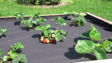 Çilek çalısı ve olgun kırmızı böğürtlen yakın plan. Çilek yatakları siyah bir bezle kaplıdır..