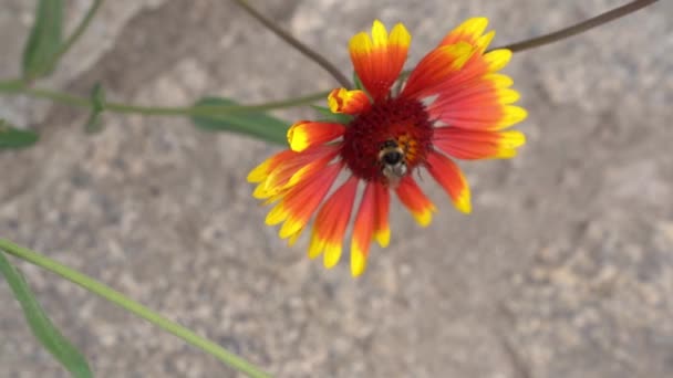 Η Gaylardia είναι ένα αιώνιο λουλούδι του κήπου με μια μέλισσα που πετάει μακριά. Στο φόντο της ασφάλτου σε μια καλοκαιρινή μέρα με χώρο για να αντιγράψετε. — Αρχείο Βίντεο