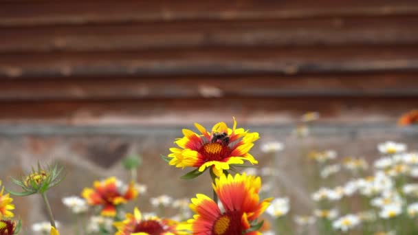 Ogrodowe wieloletnie kwiaty Gaillardia z pszczołą, która zapyla kwiat. Na łożu kwiatowym w pobliżu domu w słoneczny dzień. — Wideo stockowe
