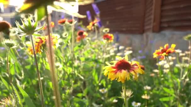 Сад багаторічних квітів Gaillardia. На квітковому ліжку біля будинку в сонячний день.. — стокове відео