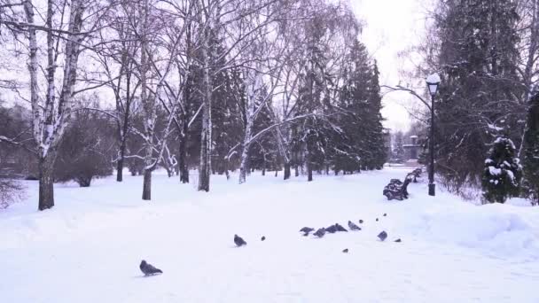 Movimiento lento de una bandada de palomas salvajes sentadas en la nieve en un parque de la ciudad en invierno. Concepto de alimentación de palomas — Vídeos de Stock