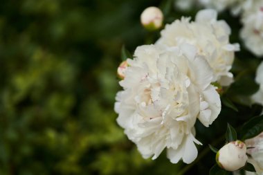 Bahçede çiçek açan yeşil yaprakların arka planına yakın beyaz şakayıklar. Kopyalama alanı olan yan görünüm
