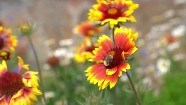Zahradní trvalky Gaillardia květiny s včelami, které opylují květinu. Na květinovém záhonu u domu za slunečného dne. — Stock video