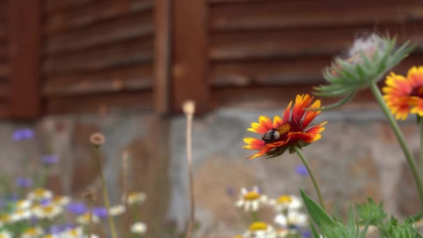 Tuin vaste plant bloemen gaylardia met een bij, ze vliegt weg van de bloem. Op een bloembed bij het huis op een zonnige dag. — Stockvideo