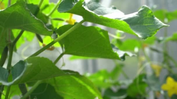 Närbild av unga gröna blad och blommande små gurkor i ett växthus. Unga gurkor på en gren i ett växthus — Stockvideo