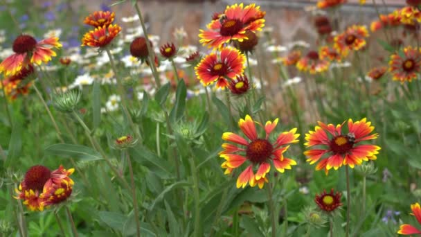 De bij bestuift meerjarige tuinbloemen van kamille en Gaillardia. Op een bloembed bij het huis op een zonnige dag. — Stockvideo